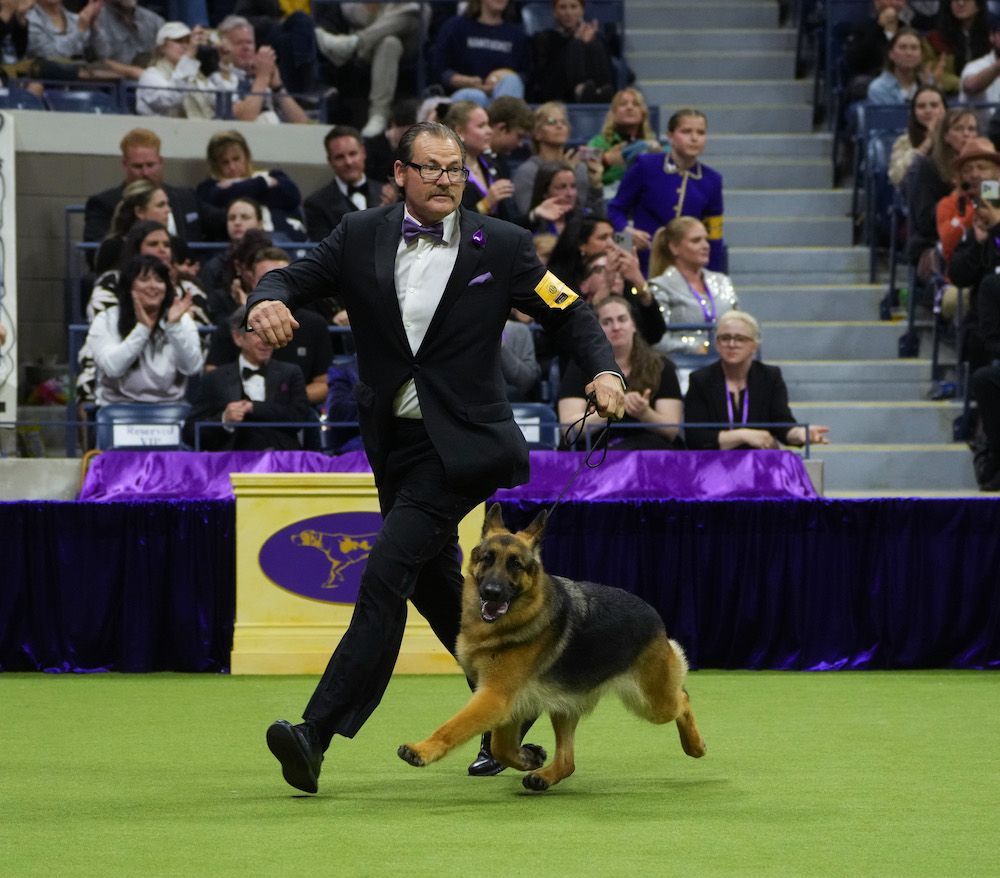 The Magic of Westminster