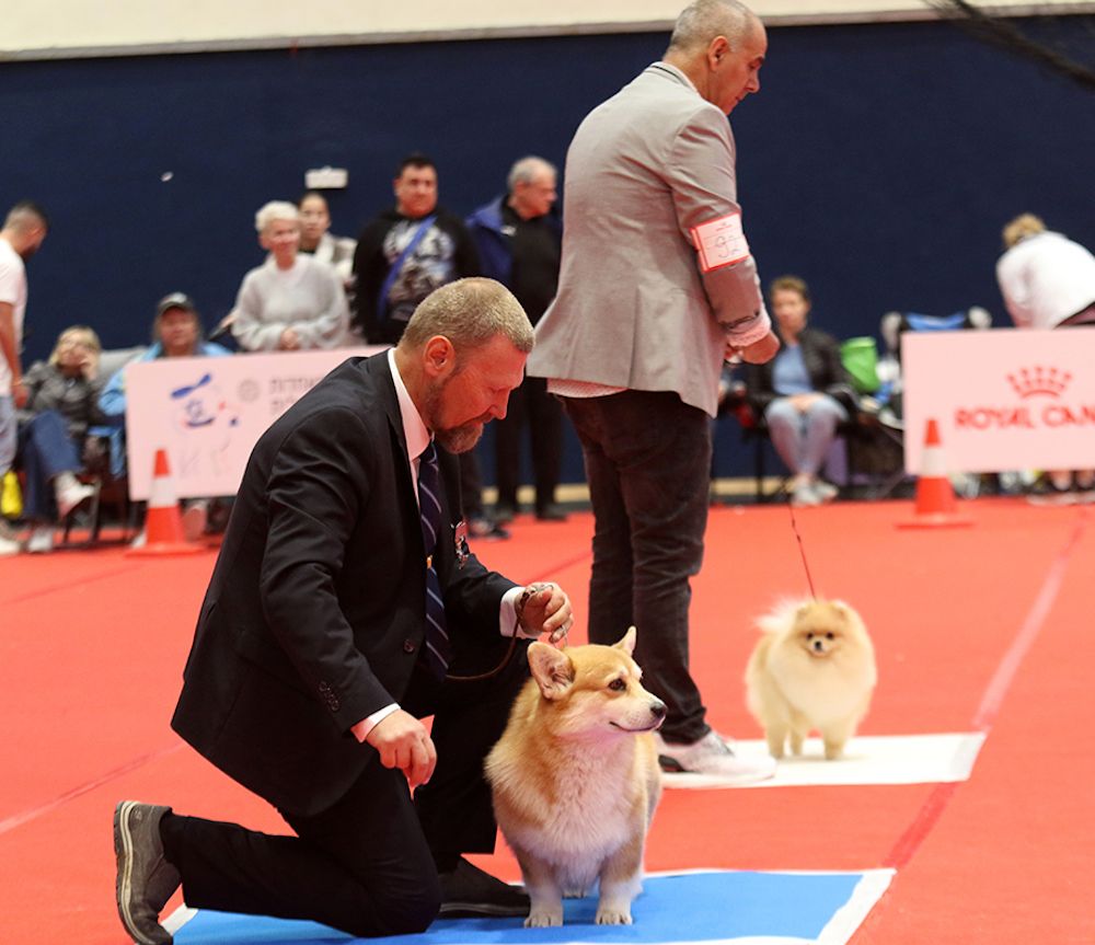 It's Raining Champions