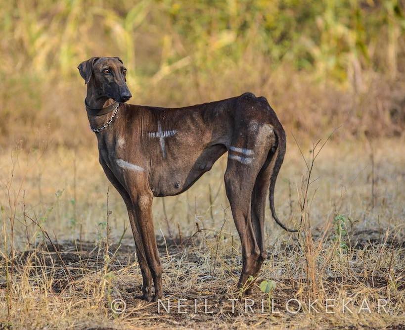 Wokeness in Sighthounds