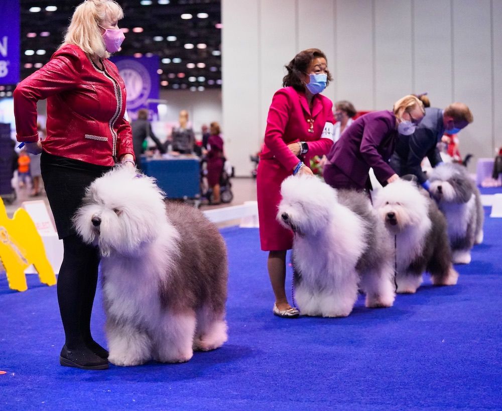 2020 AKC National Championship