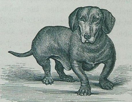 The Engraved Dog