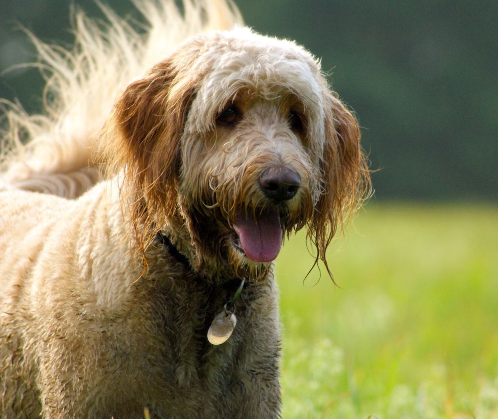 Keeping the World of the Purebred Dog Pure