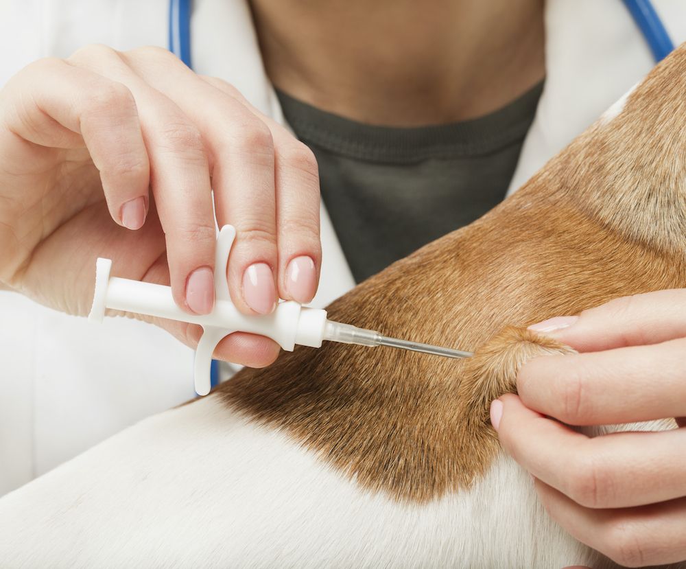 The Ins and Outs of Microchips