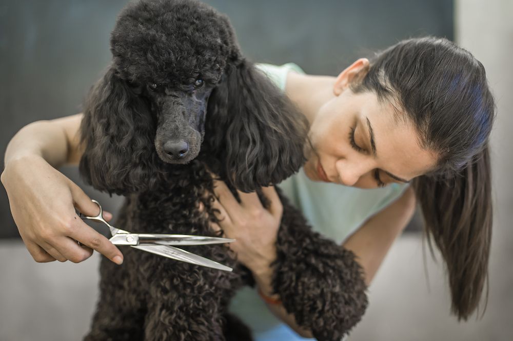 Dog News