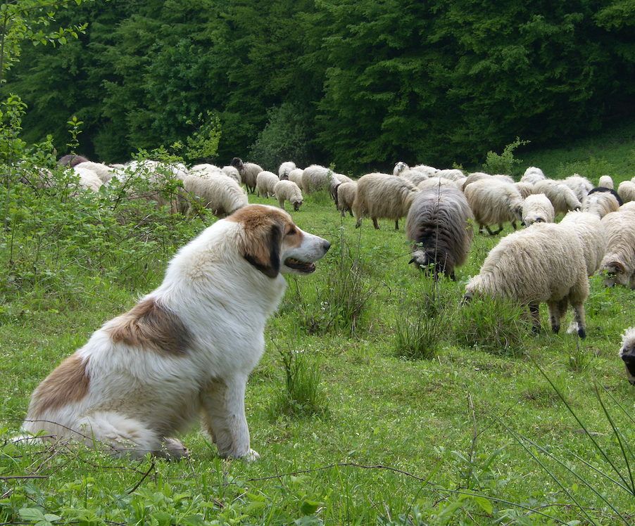 The Tornjak: A Breed Resurrected