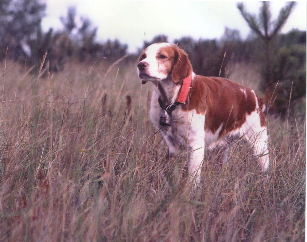 Harlots, Gigolos and the Queen of Hearts