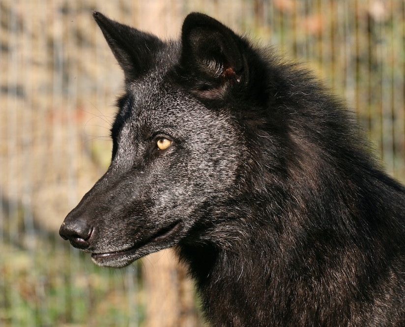 Move Over, Little Red Riding Hood