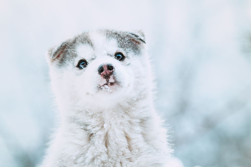 Question of the Week